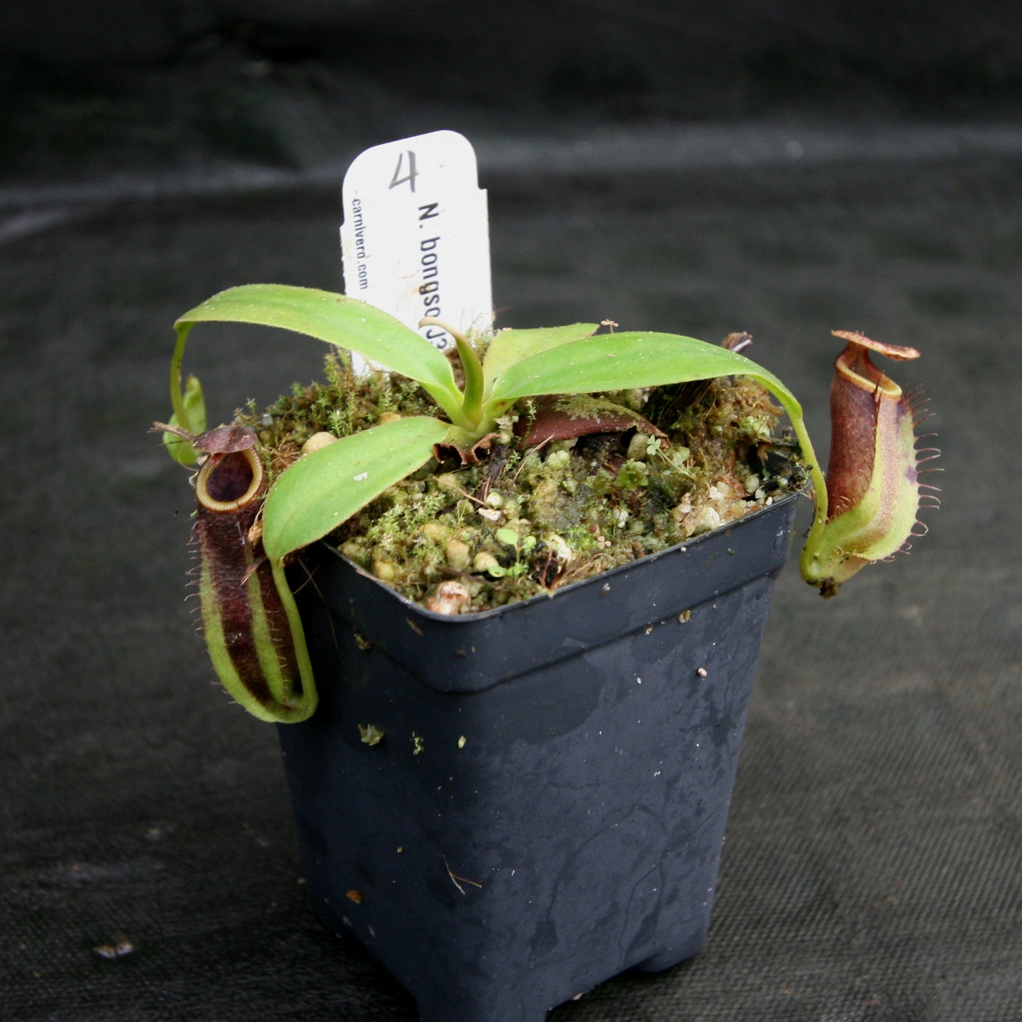 Nepenthes bongso, CAR-0175