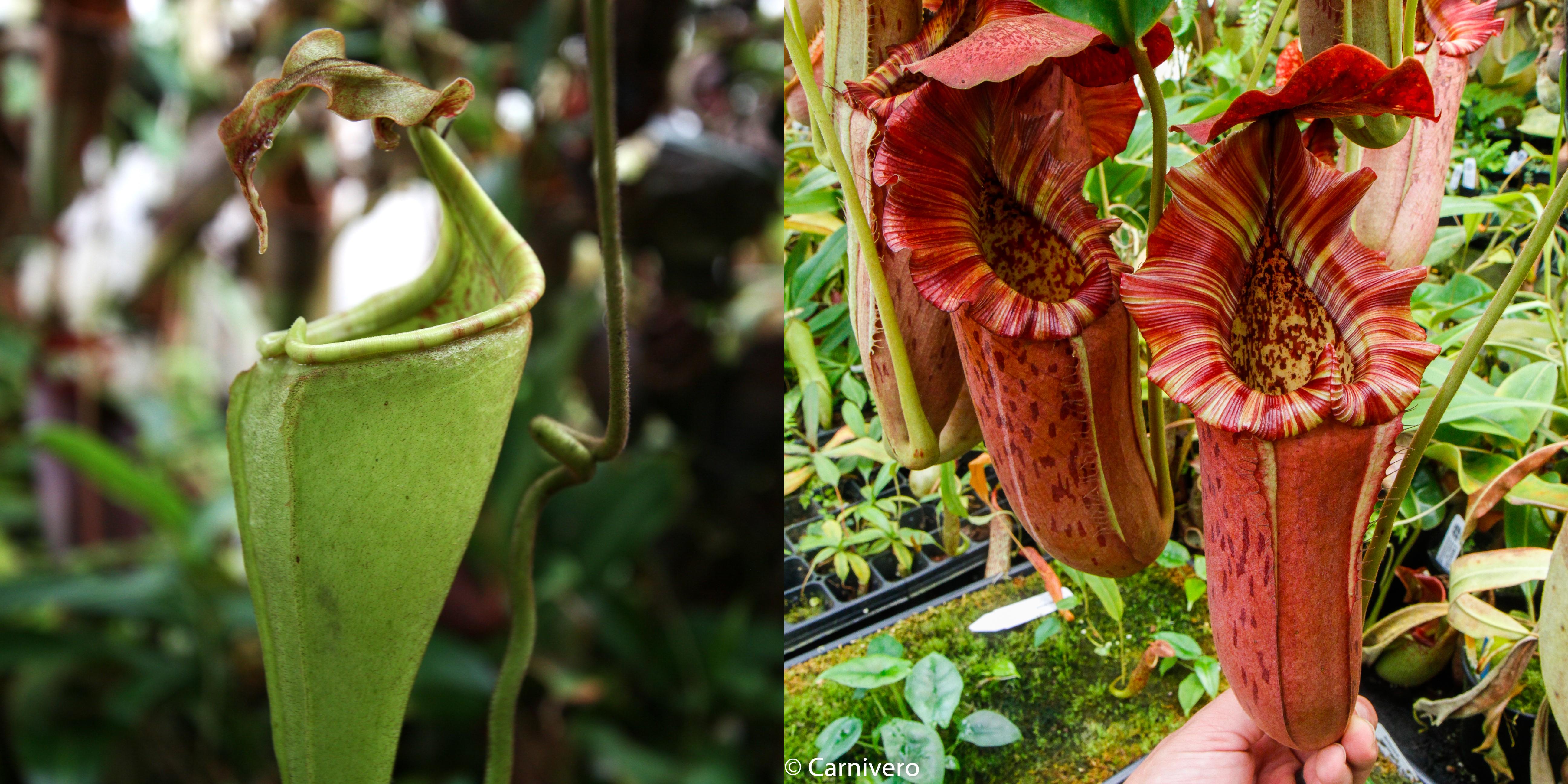 Nepenthes eymae JB x {Song of Melancholy x [(lowii x veitchii) x
