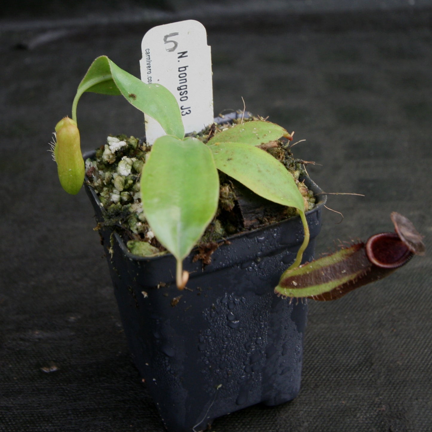 Nepenthes bongso, CAR-0175