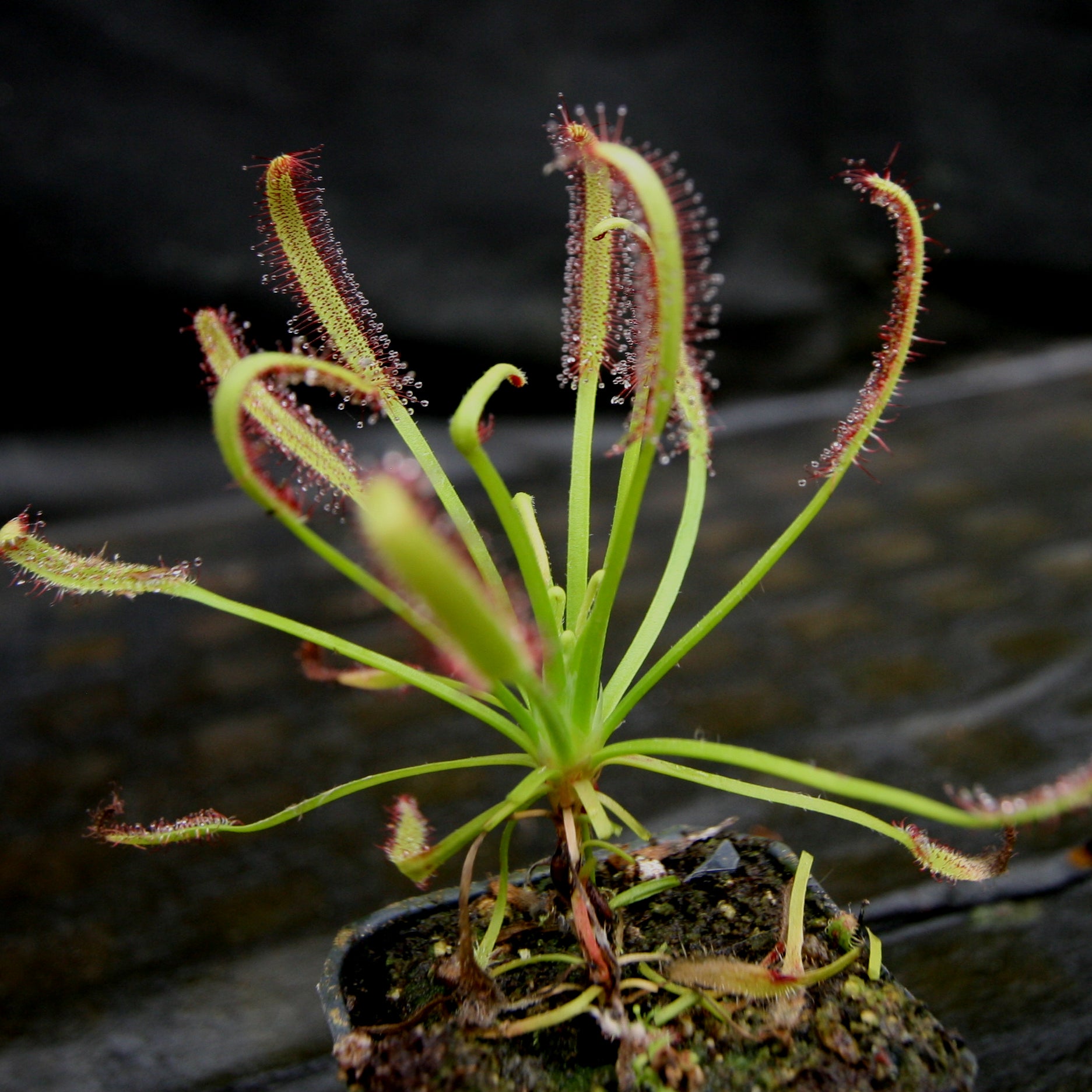 Drosera capensis, Cape Sundew – Carnivero