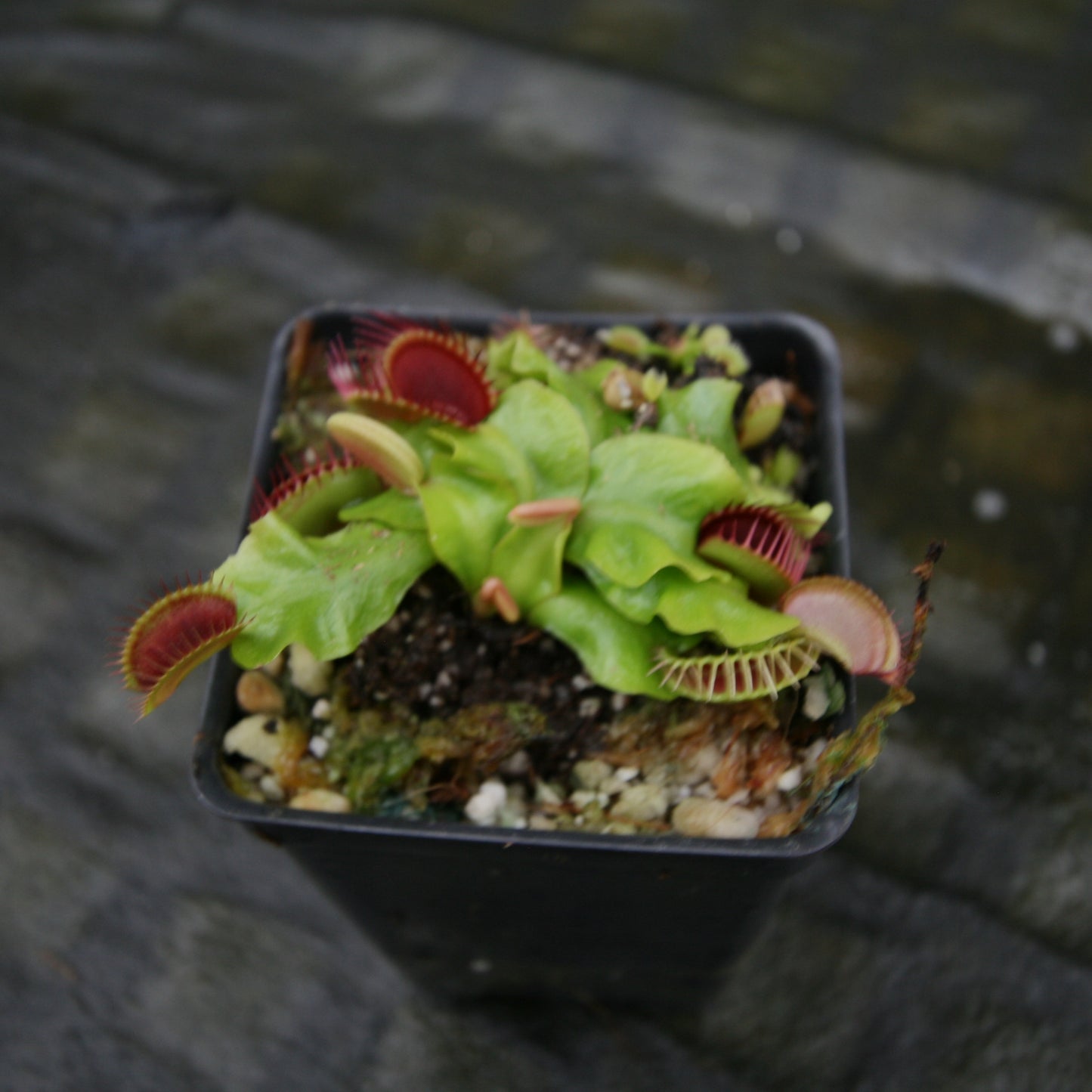 Venus Flytrap- Dionaea muscipula