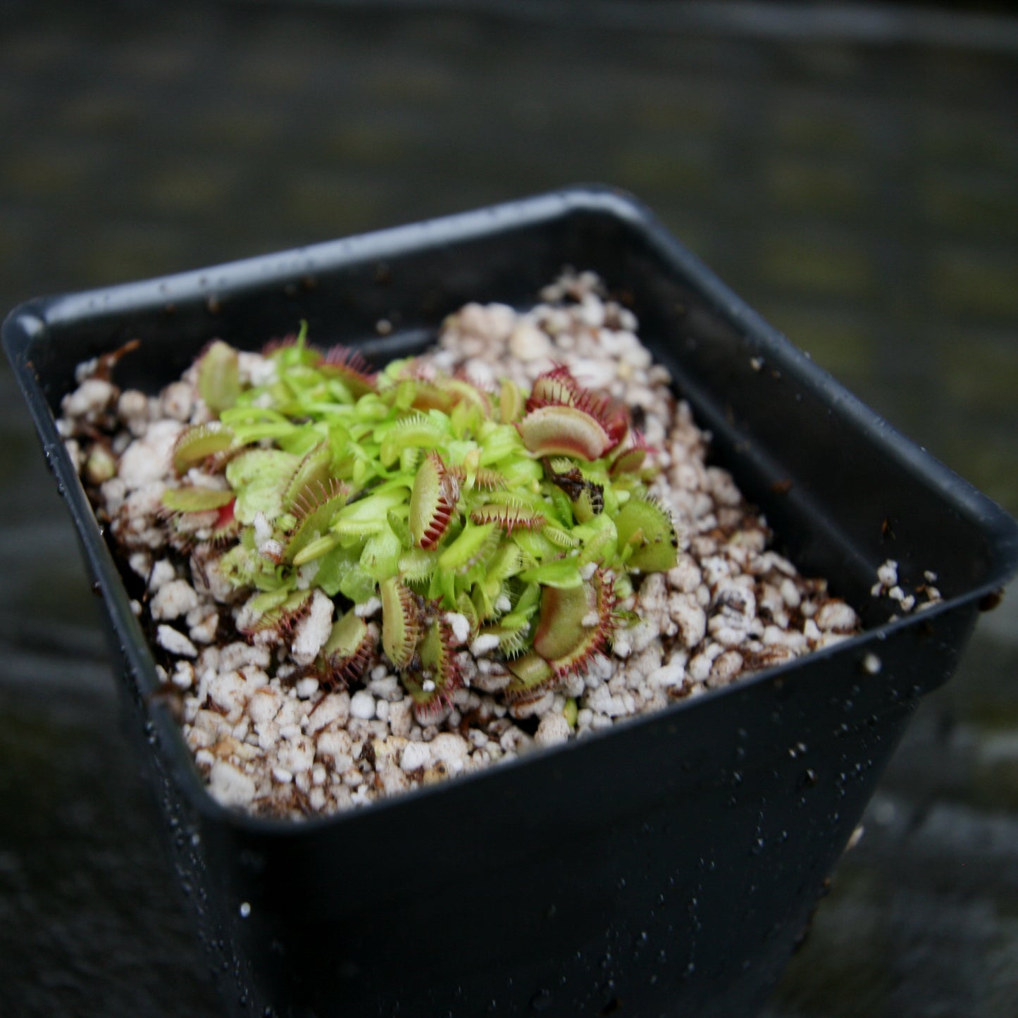 Venus Flytrap- Dionaea muscipula