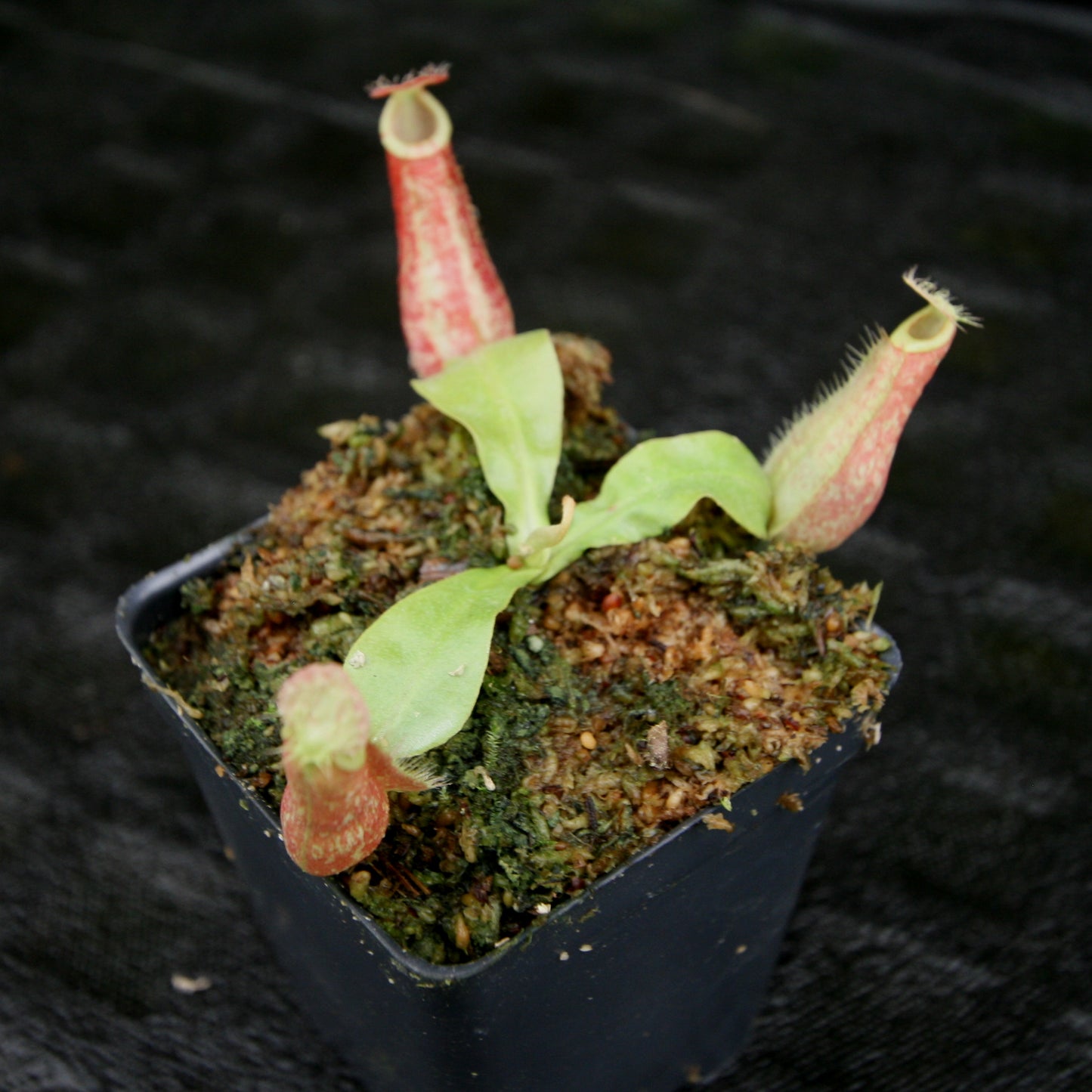 Nepenthes ampullaria 'Purple Striped' x rafflesiana 'Thick Lip', CAR-0181, pitcher plant, carnivorous plant, collectors plant, large pitchers, rare plants