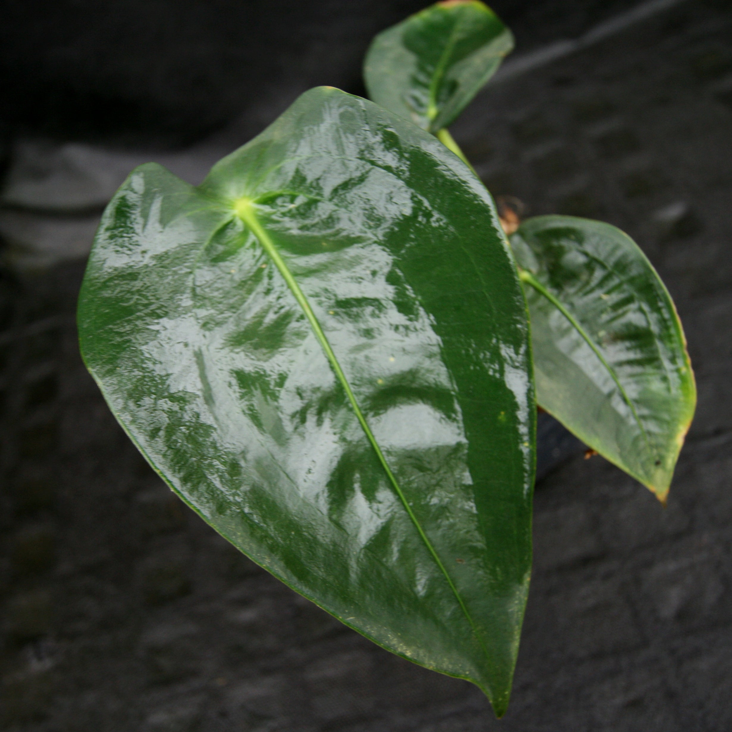 anthurium peltigerum for sale Anthurium peltigerum – Carnivero