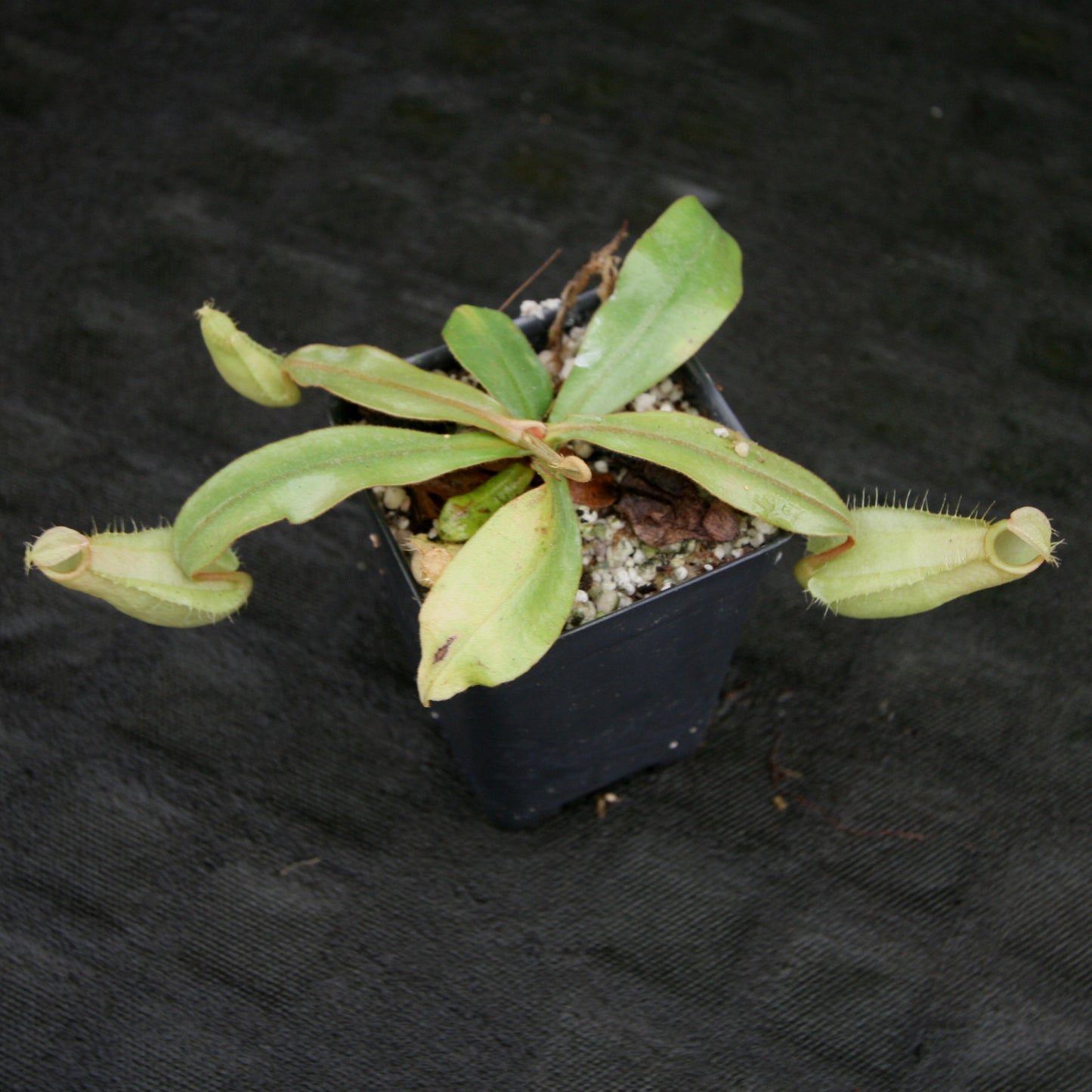 Nepenthes ampullaria South Sulawesi, CAR-0182