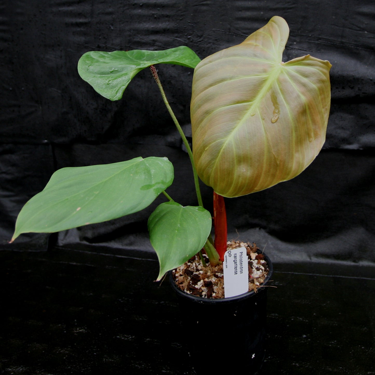 Philodendron nangaritense