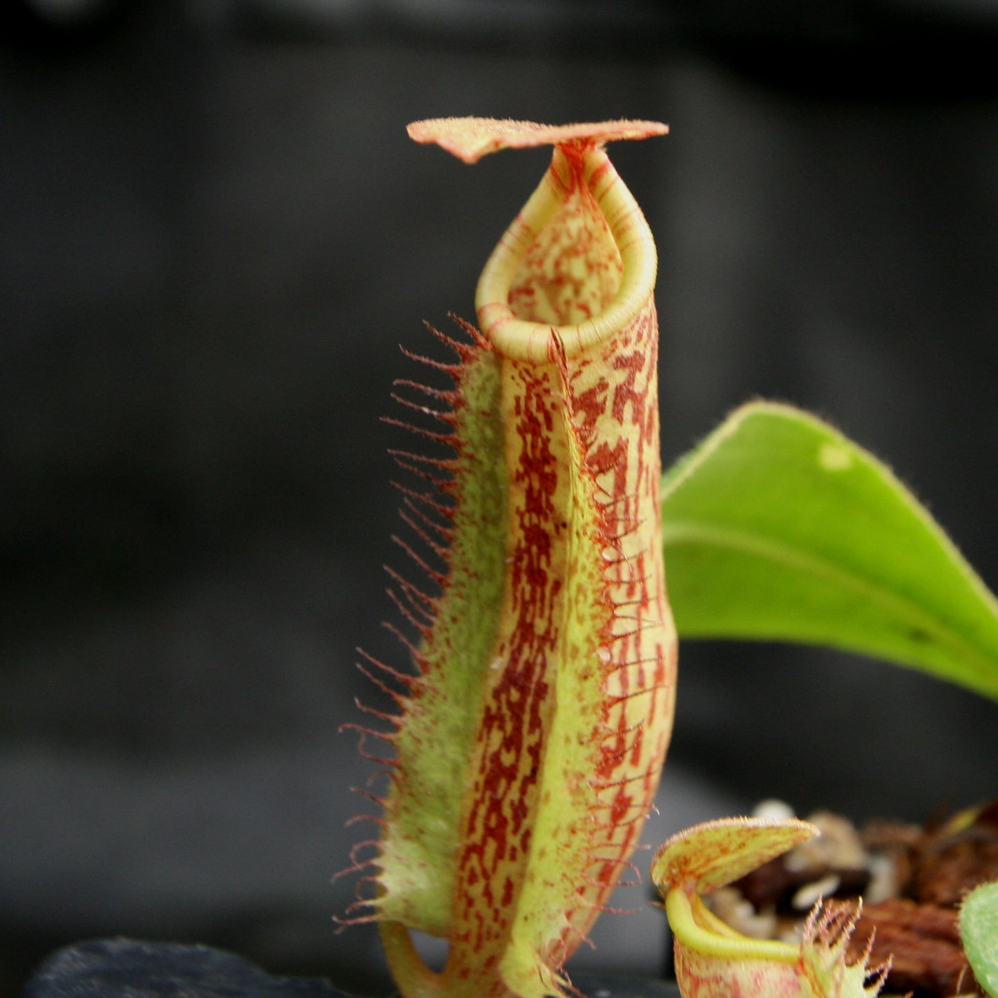 Nepenthes (Rokko x boschiana) x platychila, CAR-0156