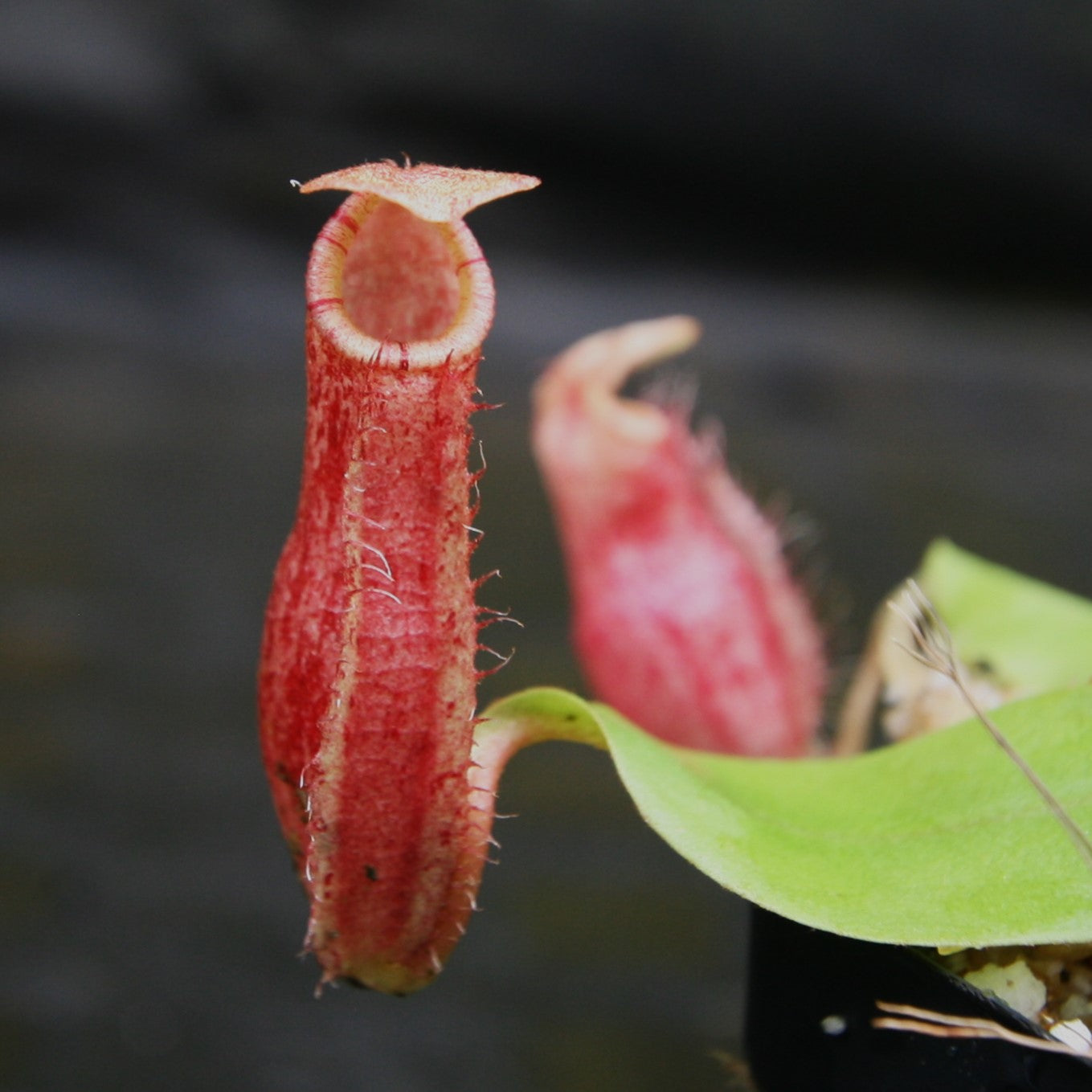 Nepenthes [(Viking x ampullaria) x northiana] x Redonkulas, CAR