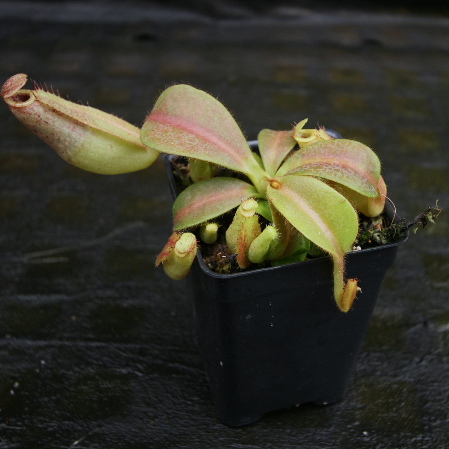 Nepenthes tiveyi