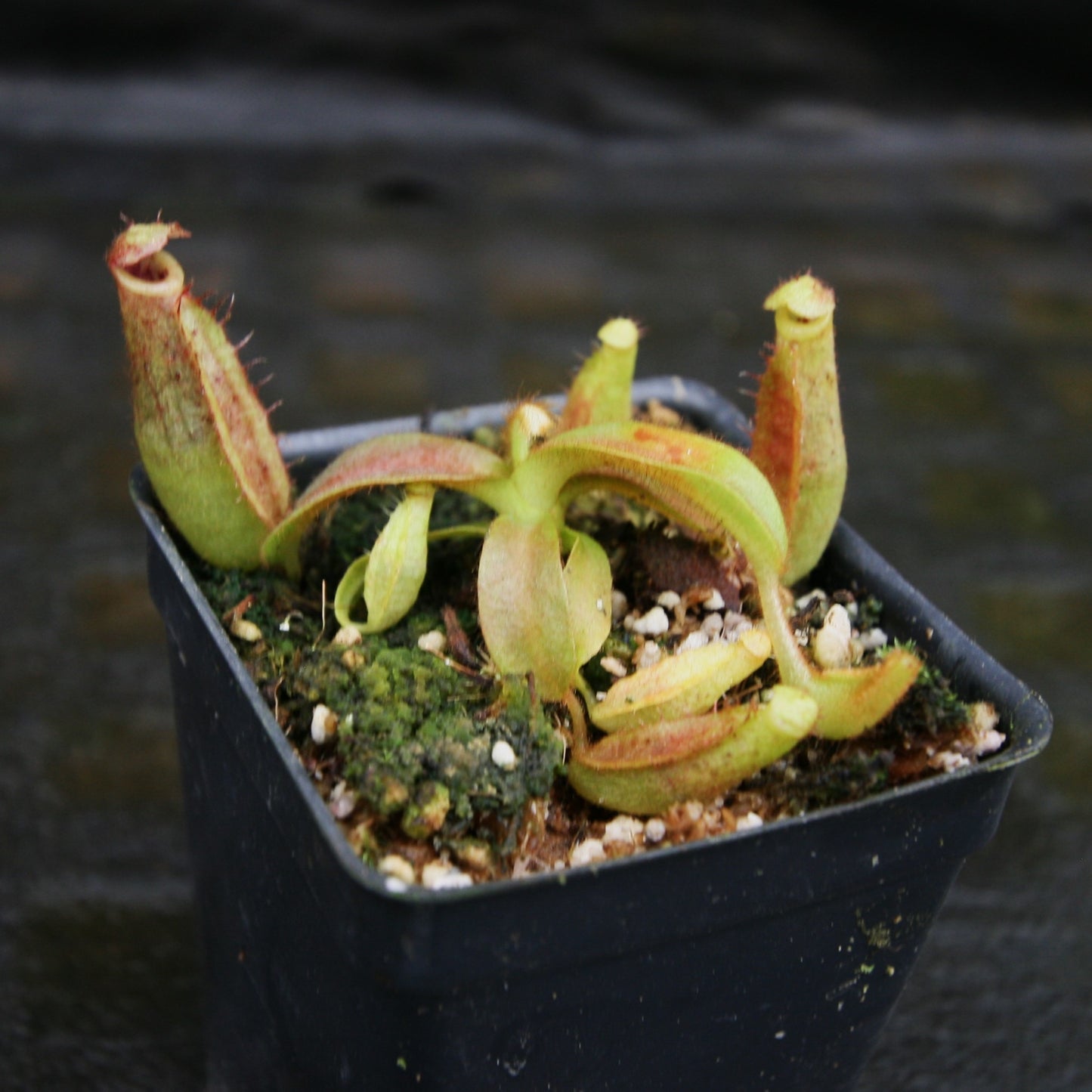 Nepenthes tiveyi