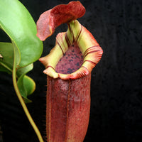 Nepenthes [(lowii x veitchii) x boschiana)] "Red Ruffled" x [(Rokko x boschiana) x veitchii] "Squat", CAR-0193