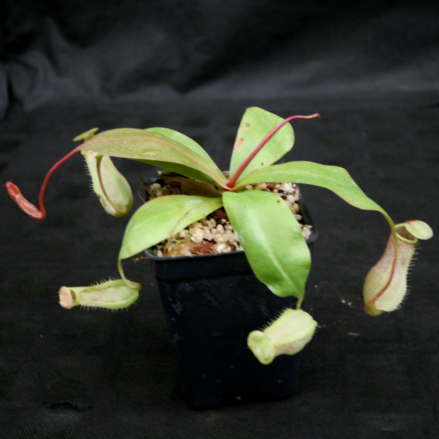 Nepenthes smilesii x (sibuyanensis x merrilliana), CAR-0164, pitcher plant, carnivorous plant, collectors plant, large pitchers, rare plants