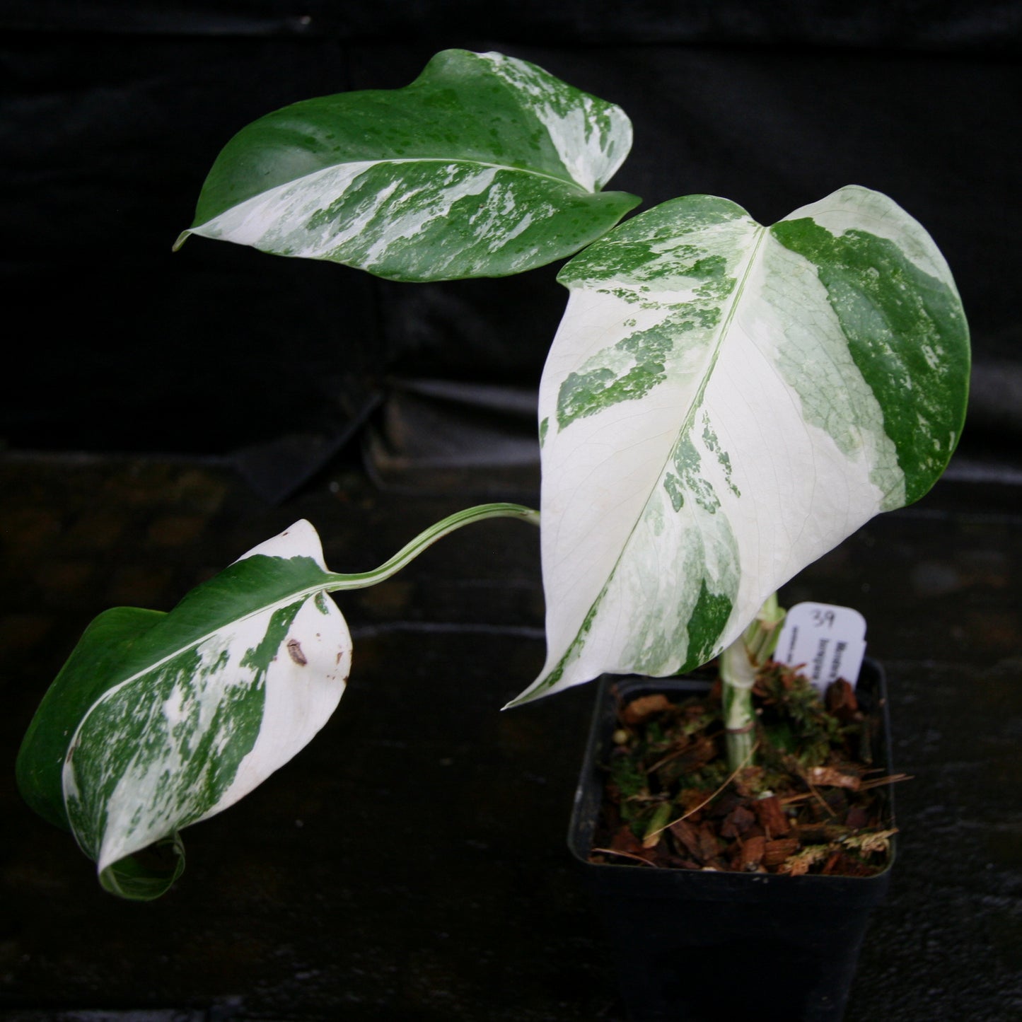 Monstera deliciosa var. borsigiana albo-variegata