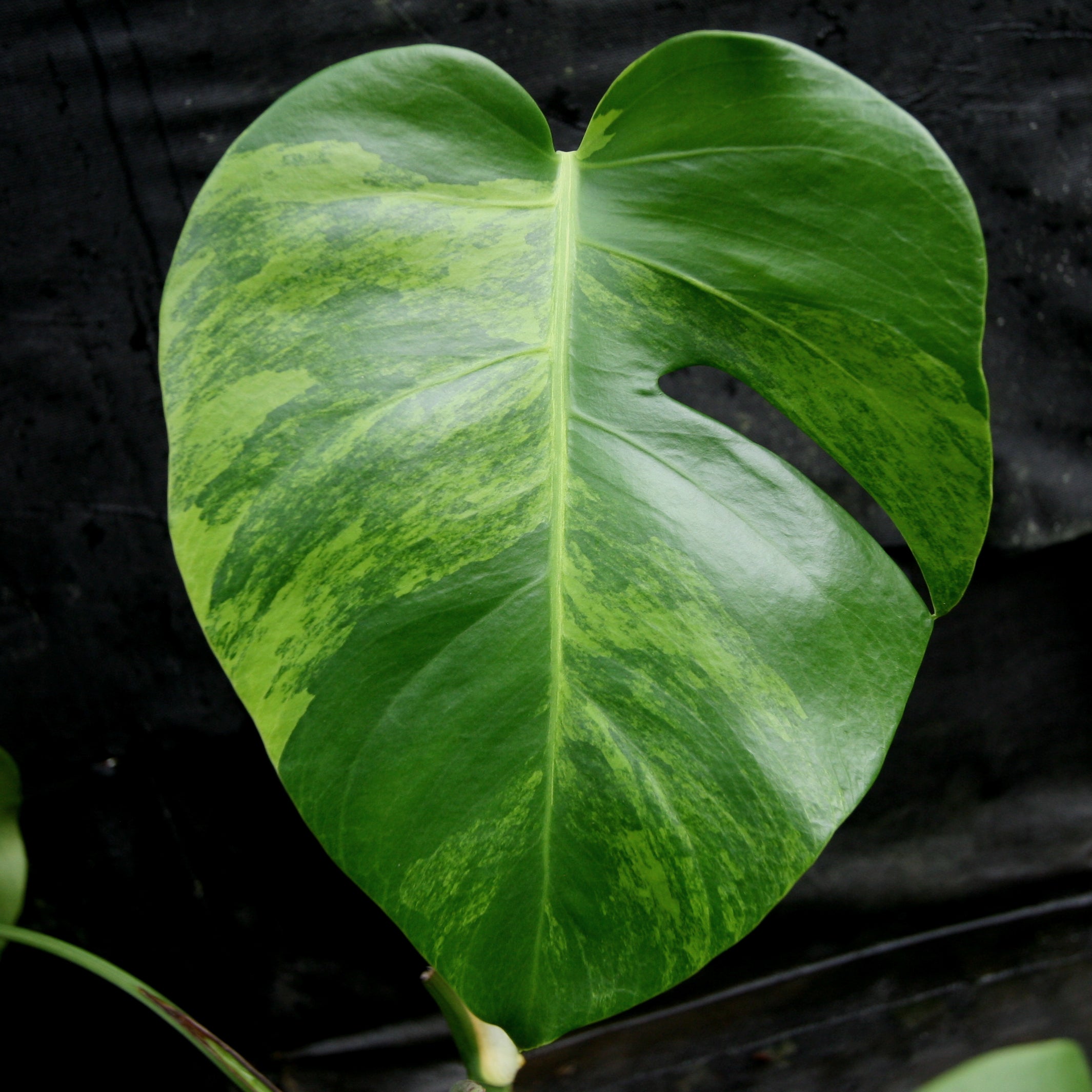 monstera deliciosa liebm aura verigata Monstera deliciosa aurea – Carnivero
