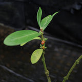 Hydnophytum formicarum - Ant Plant