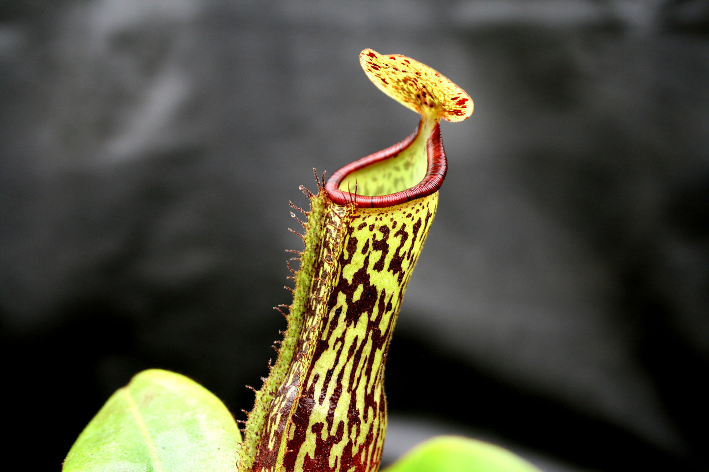 Nepenthes (maxima x campanulata) x platychila