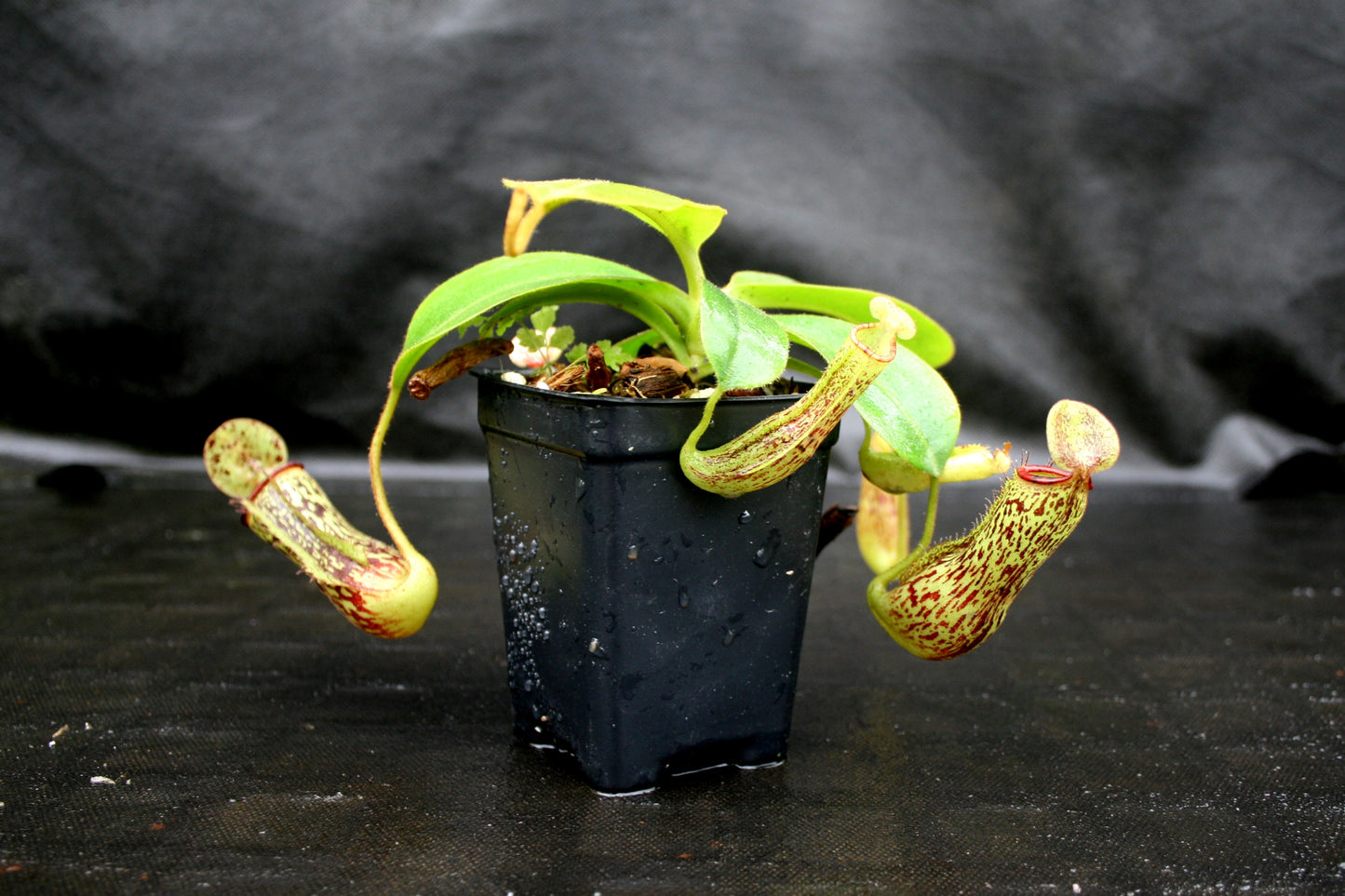 Nepenthes (maxima x campanulata) x platychila