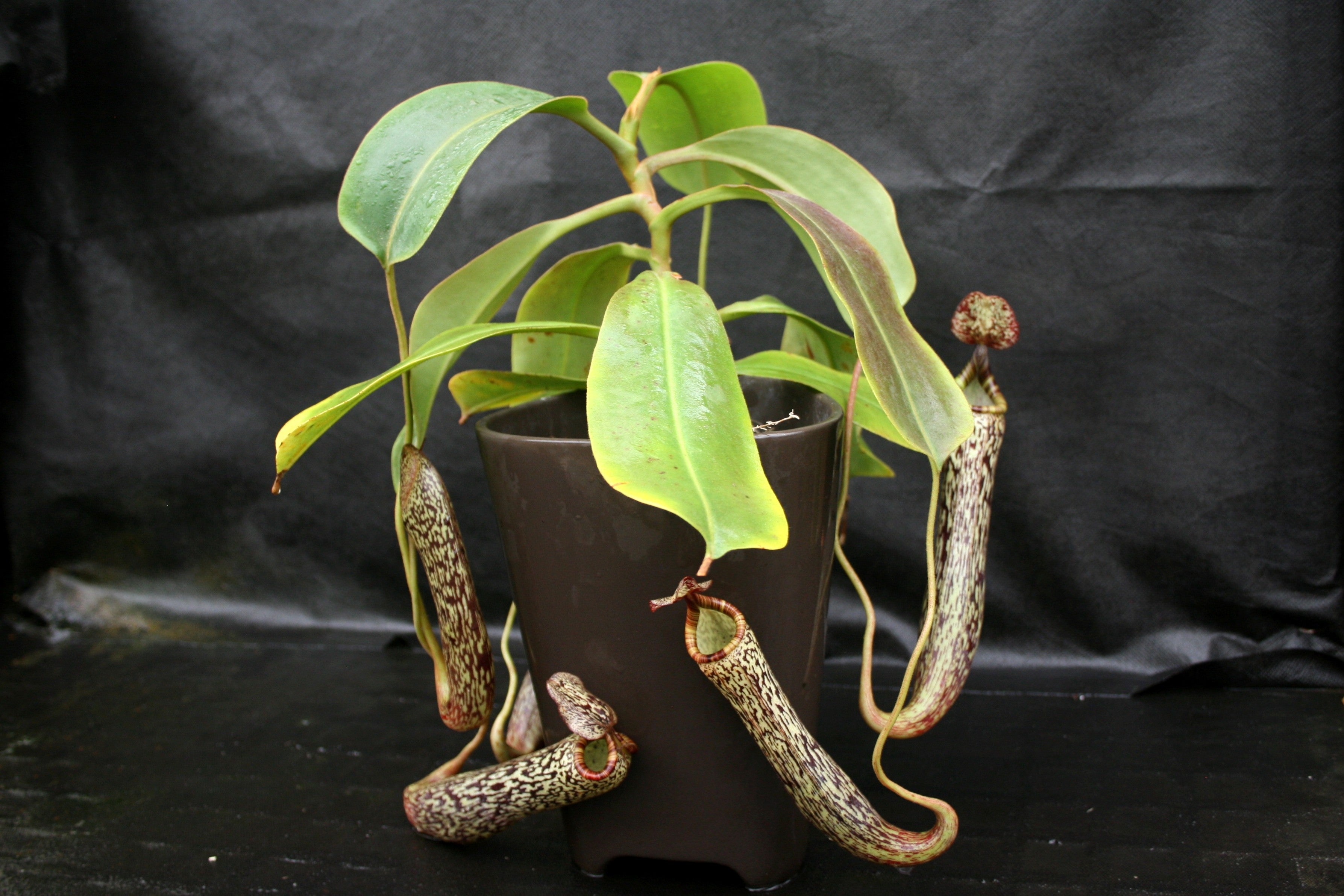 Nepenthes vogelii – Carnivero