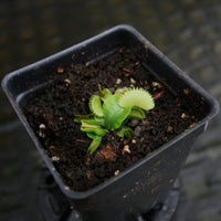 Venus Flytrap- Dionaea muscipula "Red Sawtooth"
