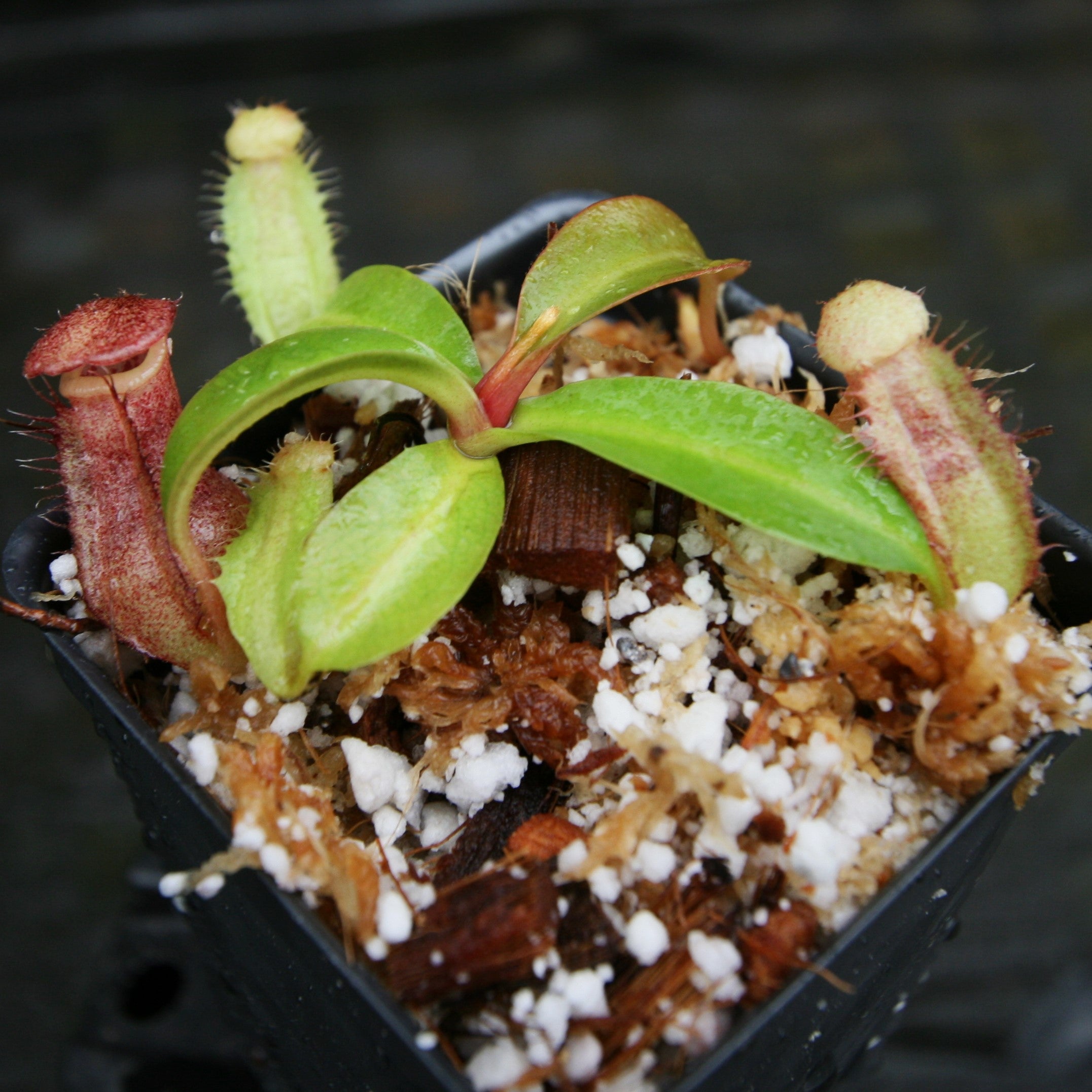にゃんりー Nepenthes (bokorensis x Trusmadiensis) x (lowii x campanulata