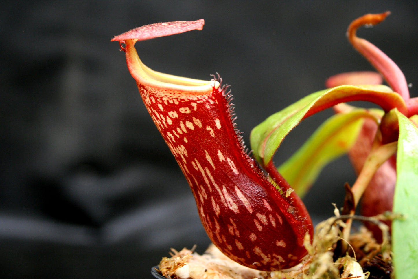 Nepenthes