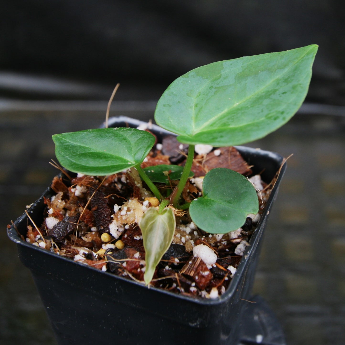 Anthurium
