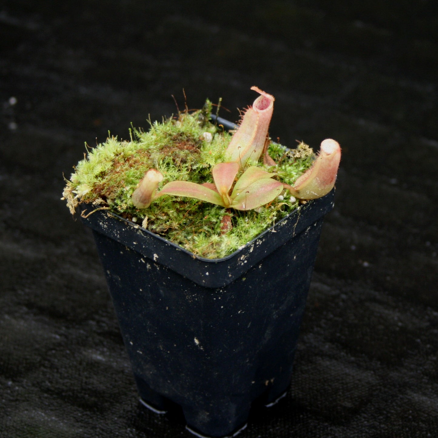 Nepenthes veitchii (k) “Big Mama” x “Pink Candy Cane” large squat striped peristome pitcher, Pitcher plant, carnivorous plant, collectors plant, large pitchers, rare nepenthes, terrarium plant, easy to grow nepenthes, beginner nepenthes, beginner pitcher plants, nepenthes hybrid, veitchii hybrid.