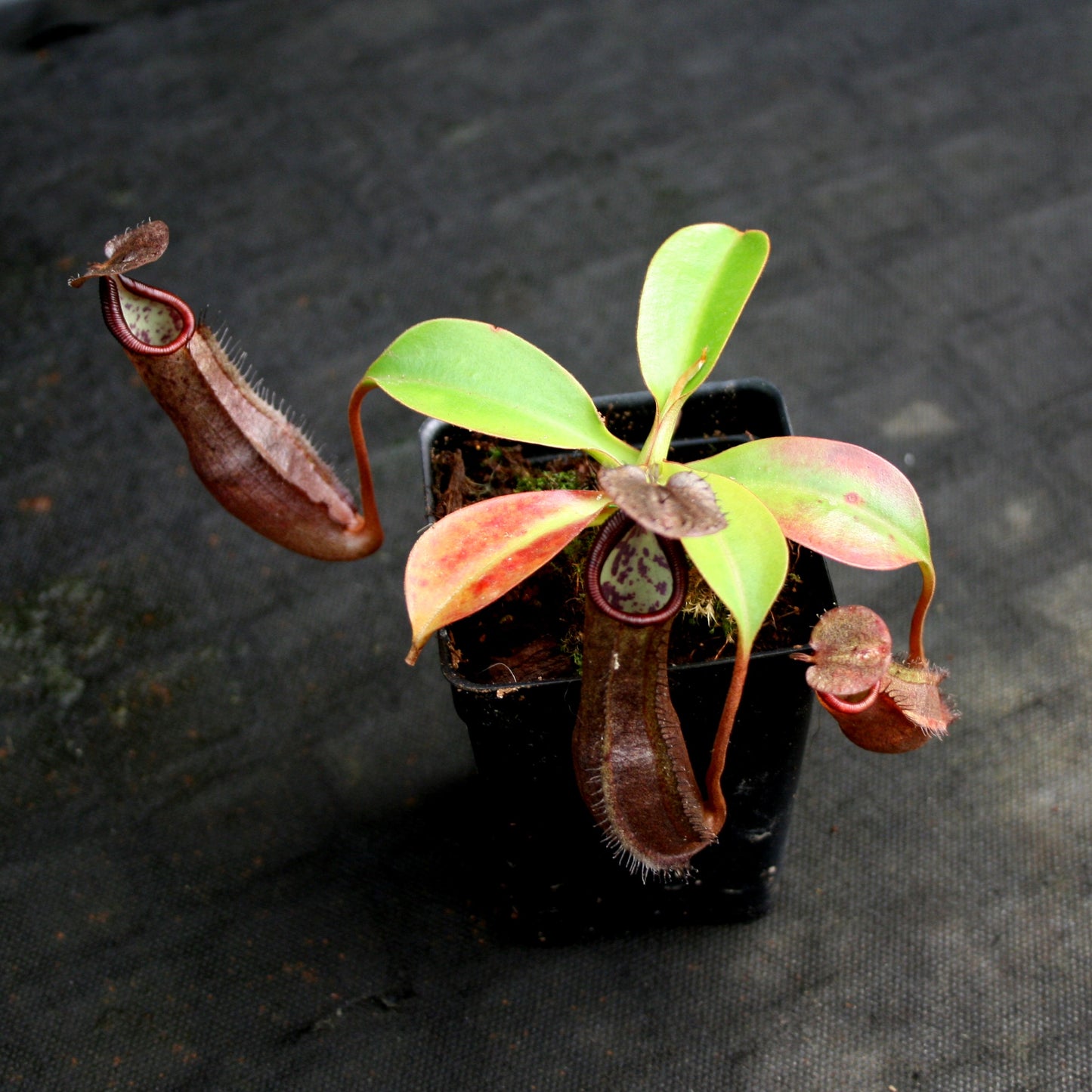 Nepenthes maxima x ramispina, BE-3740