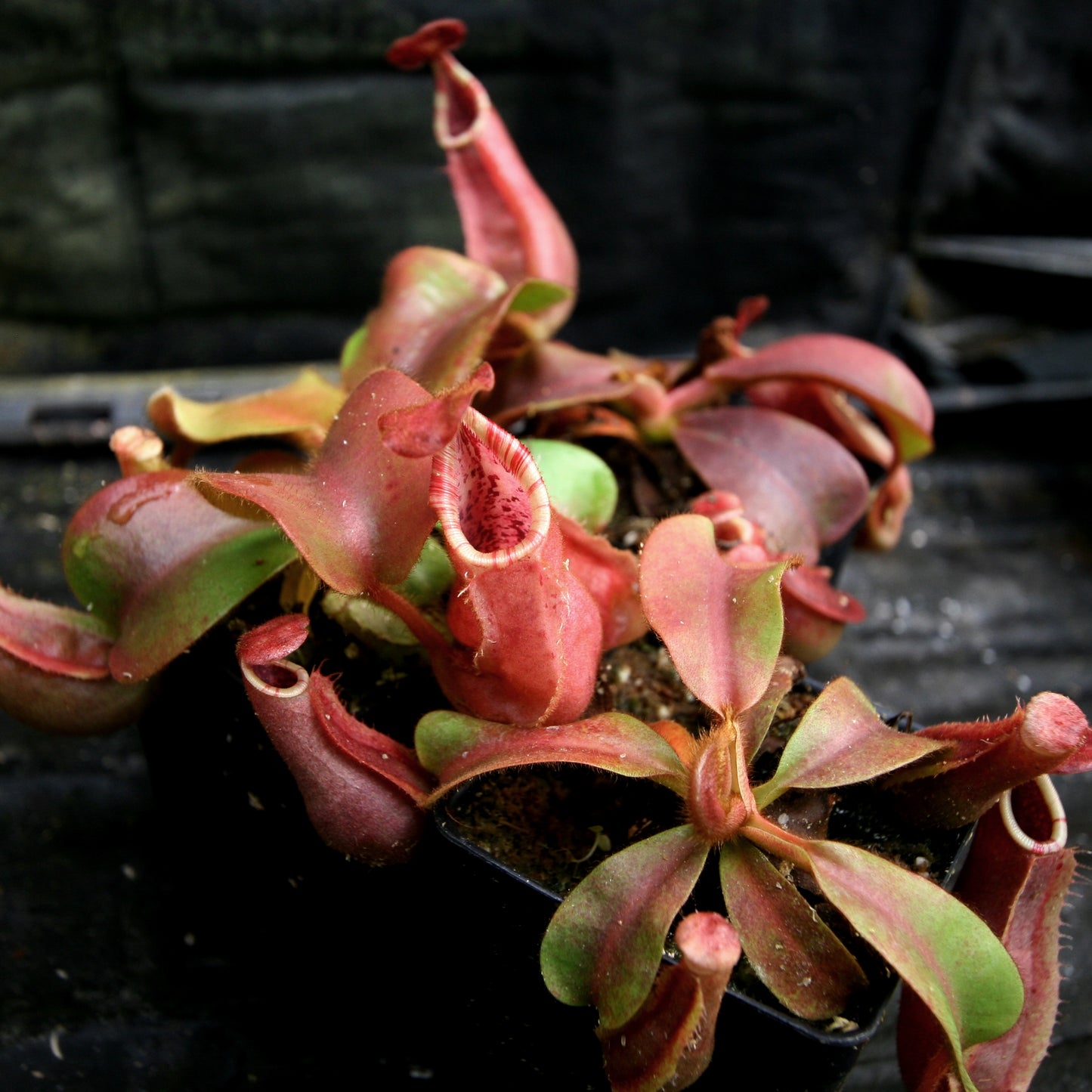 Nepenthes veitchii [(Murud x Candy) -Best Clone x