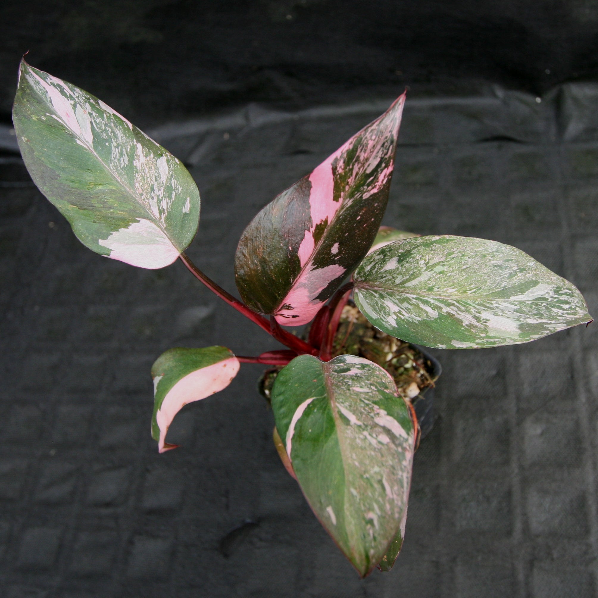 pink and green split leaf philodendron Philodendron 'Pink Princess' – Carnivero