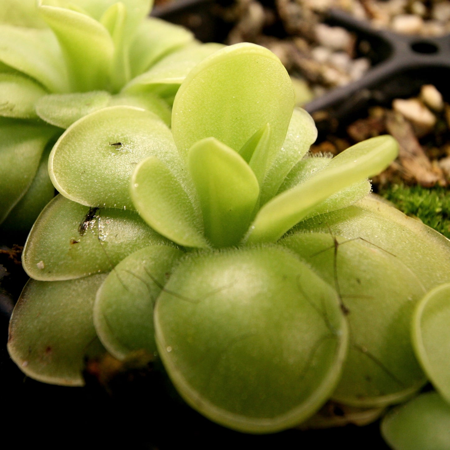 Pinguicula 'Golden Eye' mexican butterwort, Butterwort, carnivorous plant, gnat eating plant, beginner plant, fungus gnat eating plant, easy to grow, ping, Mexican butterwort, ping plant.