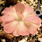 Pinguicula 'Johanna' Butterwort, pink, easy to grow, gnat eating plant, carnivorous plant, beginner friendly plant