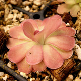 Pinguicula 'Johanna' Butterwort, pink, easy to grow, gnat eating plant, carnivorous plant, beginner friendly plant