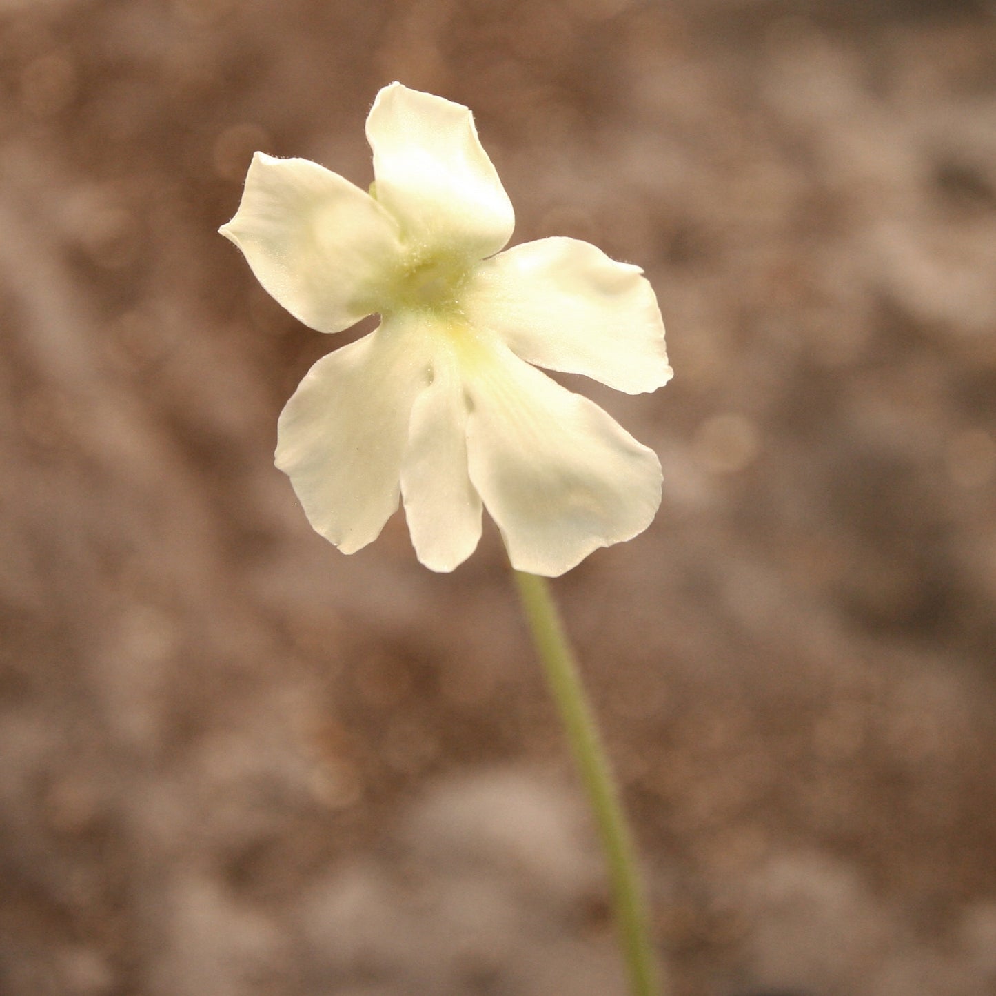 Pinguicula 'Golden Eye' mexican butterwort delicate white flower, Butterwort, carnivorous plant, gnat eating plant, beginner plant, fungus gnat eating plant, easy to grow, ping, Mexican butterwort, ping plant.
