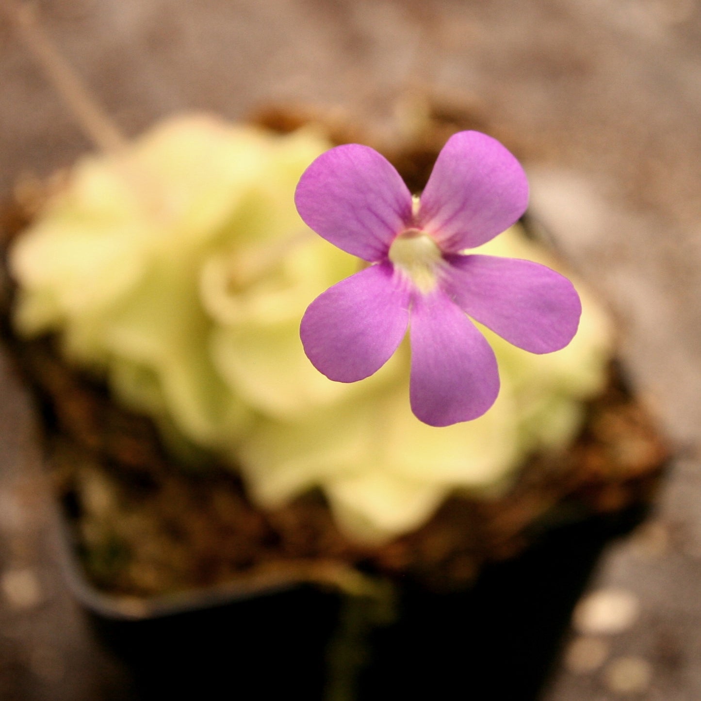 Pinguicula