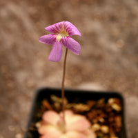 Pinguicula 'Johanna' Butterwort, purple pink flower, pink, easy to grow, gnat eating plant, carnivorous plant, beginner friendly plant