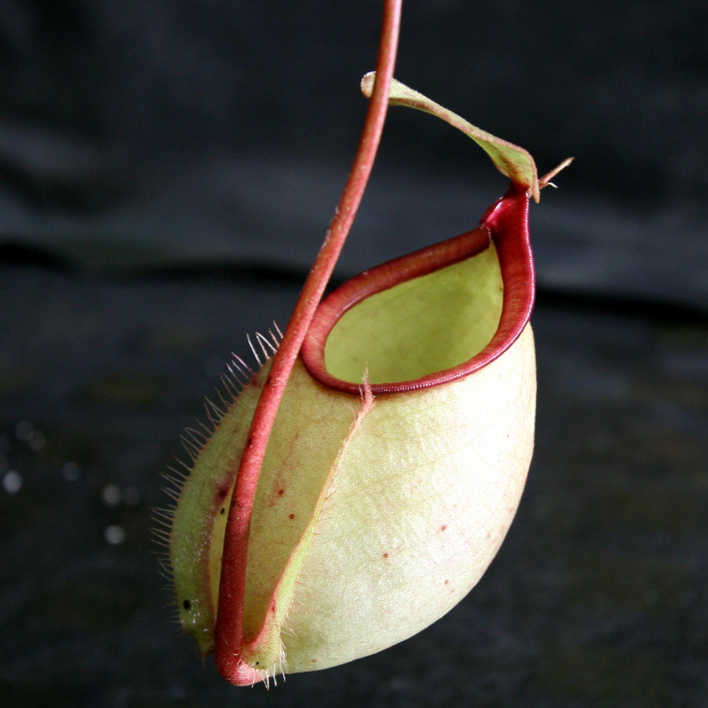 Nepenthes bicalcarata x Viking
