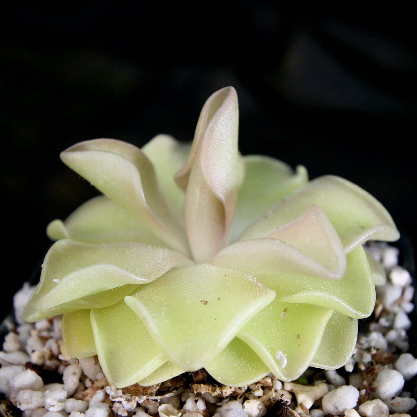 Pinguicula