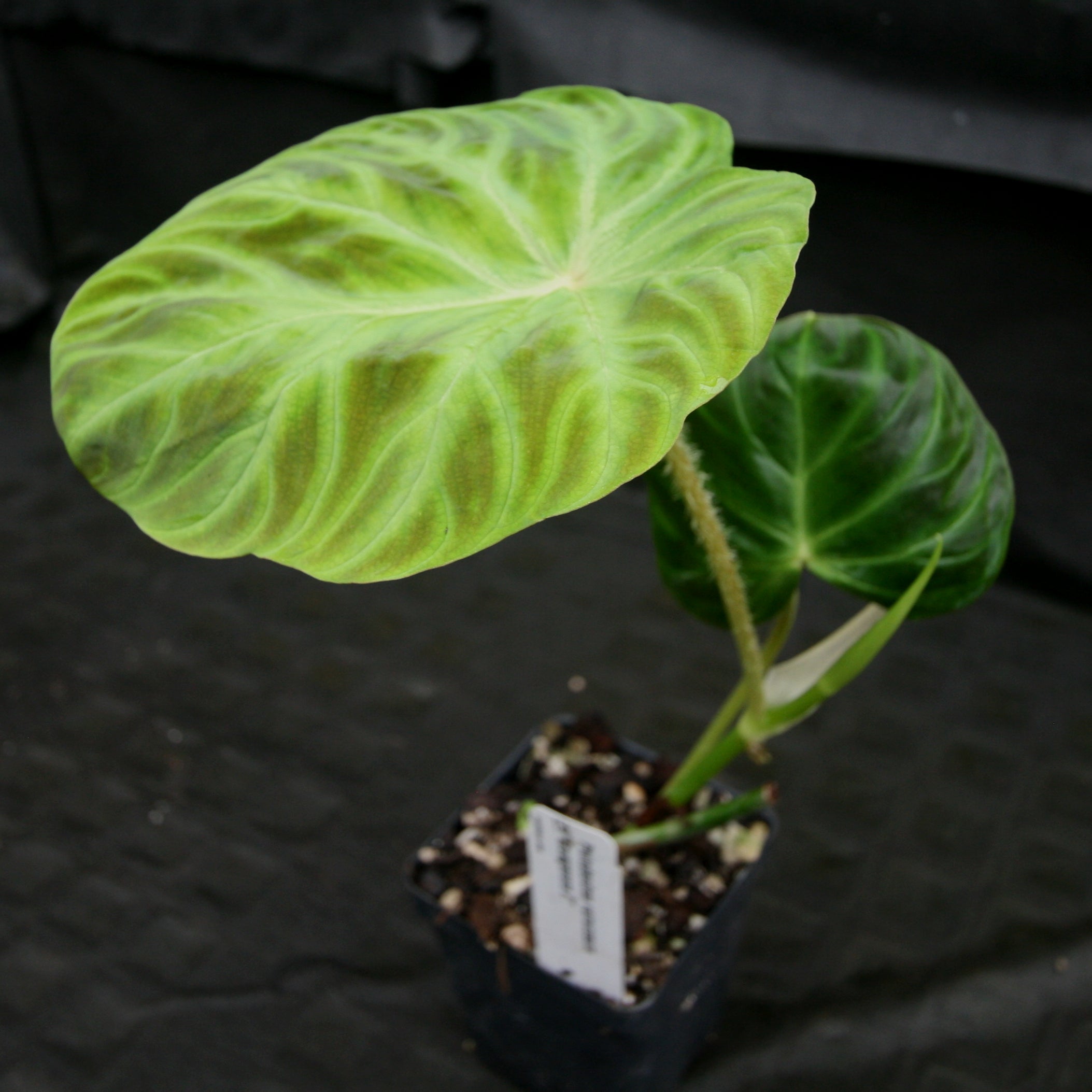 Philodendron verrucosum