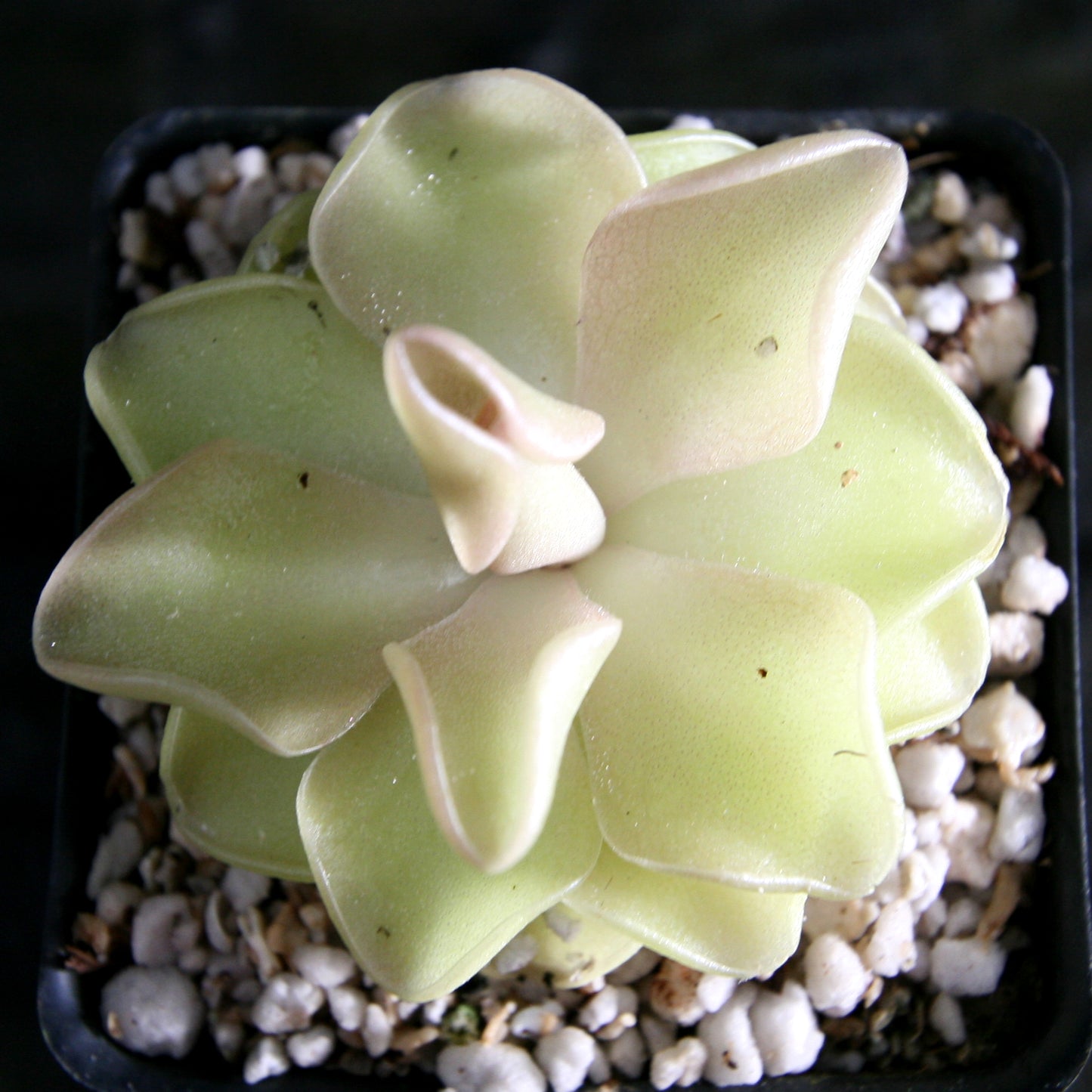 Pinguicula