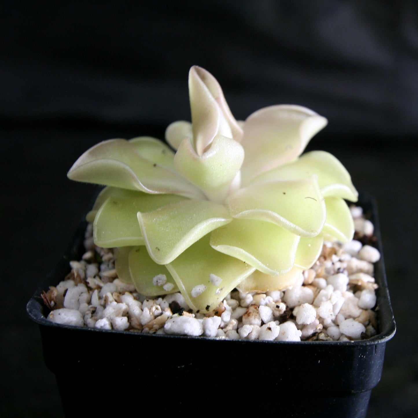 Pinguicula