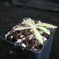 Pinguicula 'Aphrodite' mexican butterwort, Butterwort, carnivorous plant, gnat eating plant, beginner plant, fungus gnat eating plant, easy to grow, ping, Mexican butterwort, ping plant
