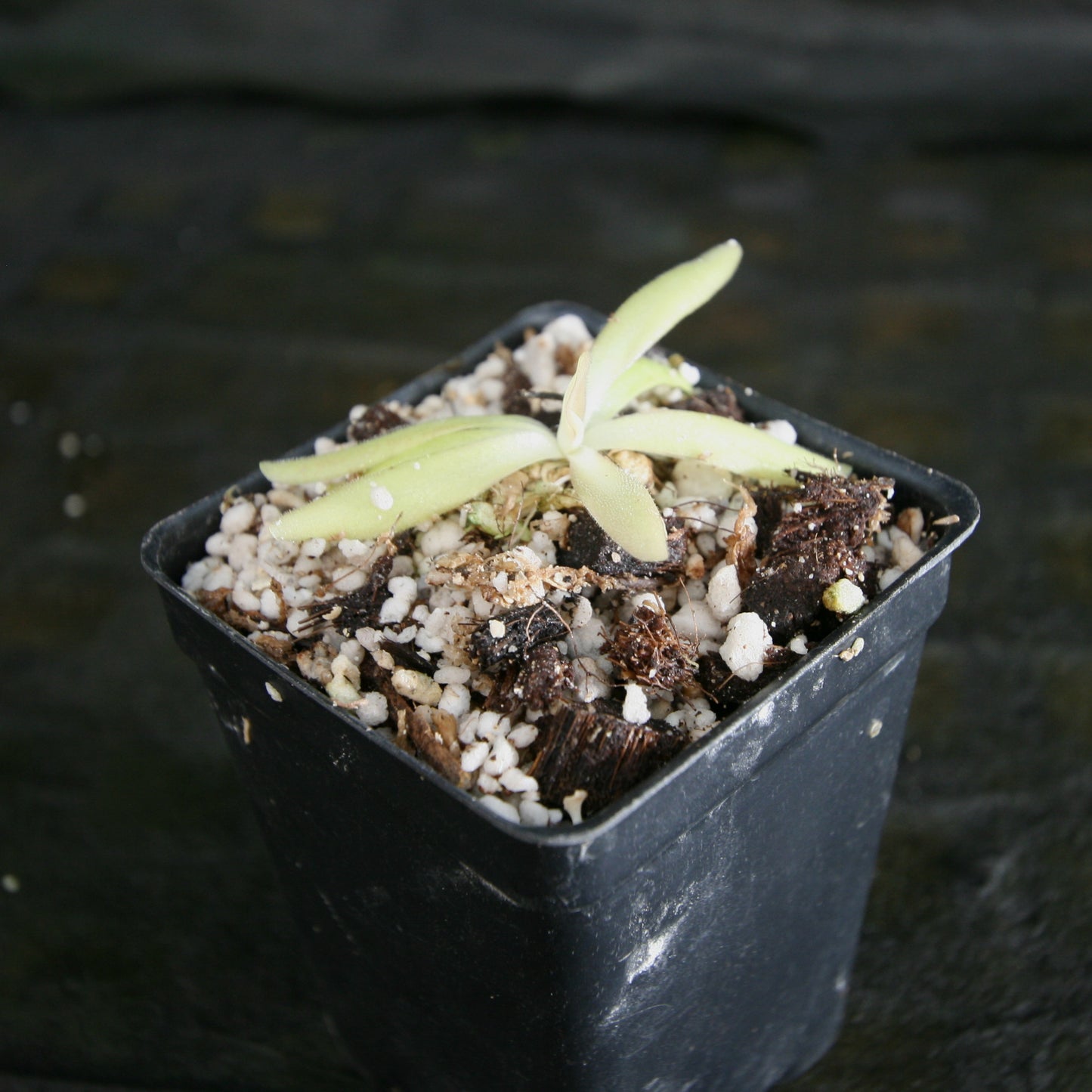 Pinguicula 'Aphrodite' mexican butterwort, Butterwort, carnivorous plant, gnat eating plant, beginner plant, fungus gnat eating plant, easy to grow, ping, Mexican butterwort, ping plant