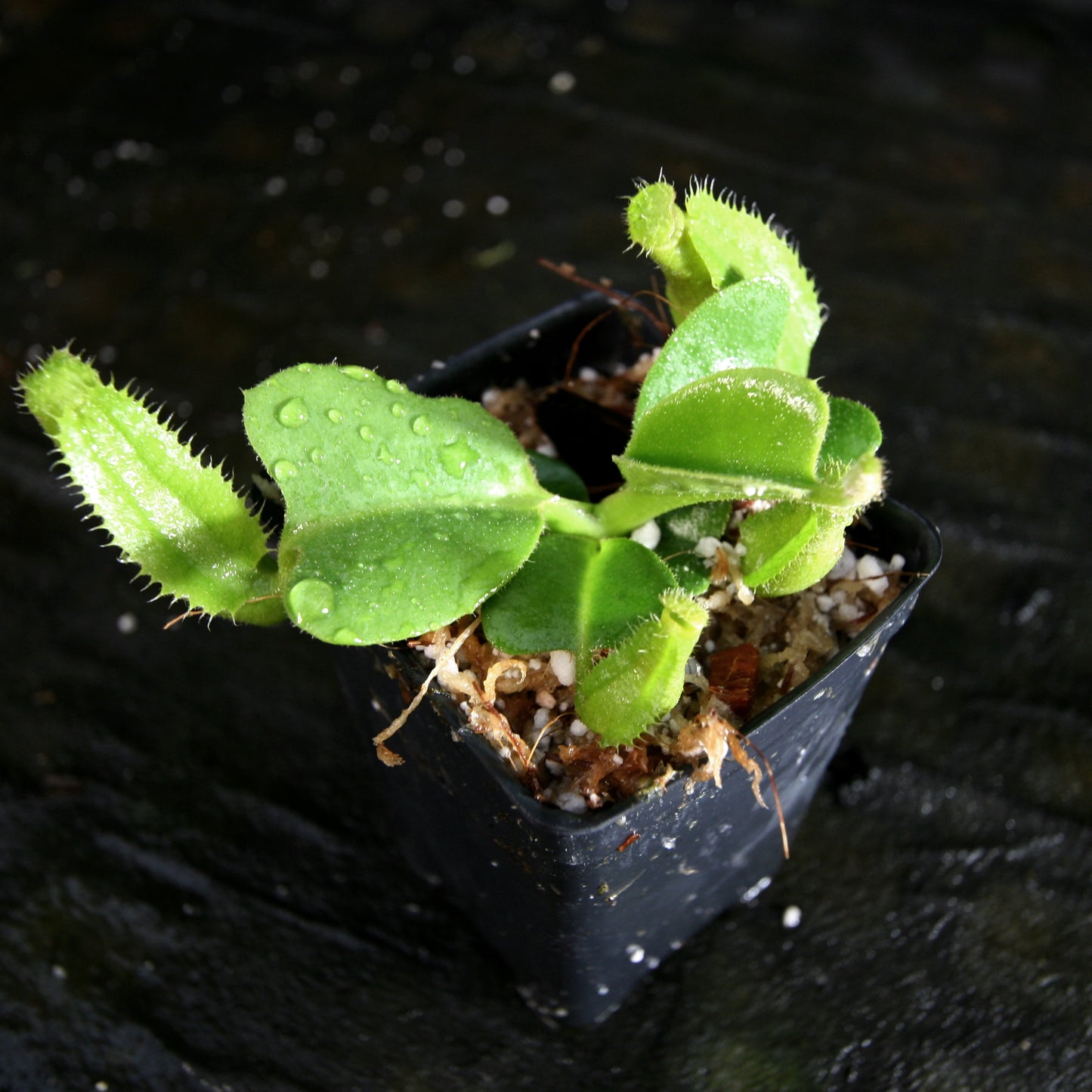 Nepenthes truncata ((d) x JB), CAR-0317