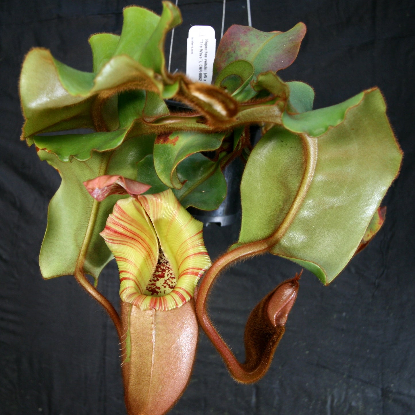 Nepenthes veitchii (#5 x