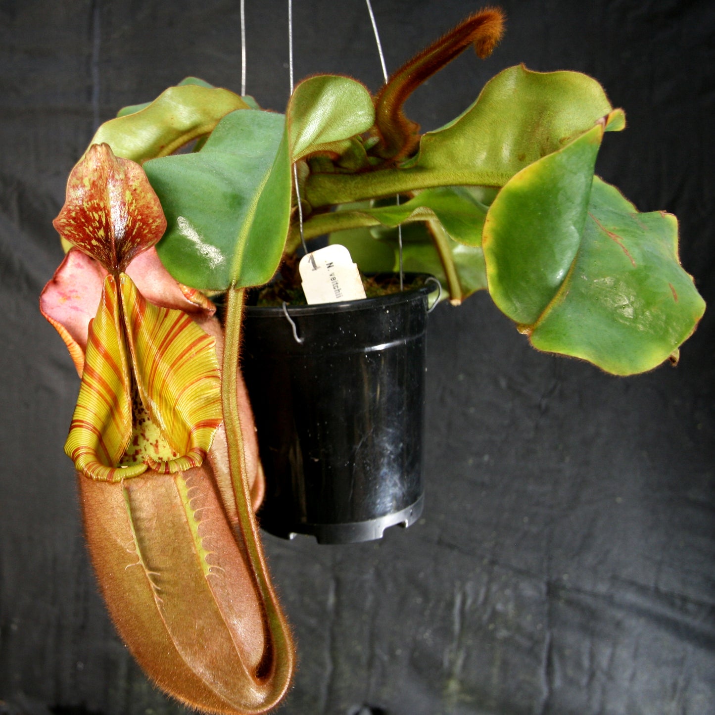 Nepenthes veitchii (#5 x