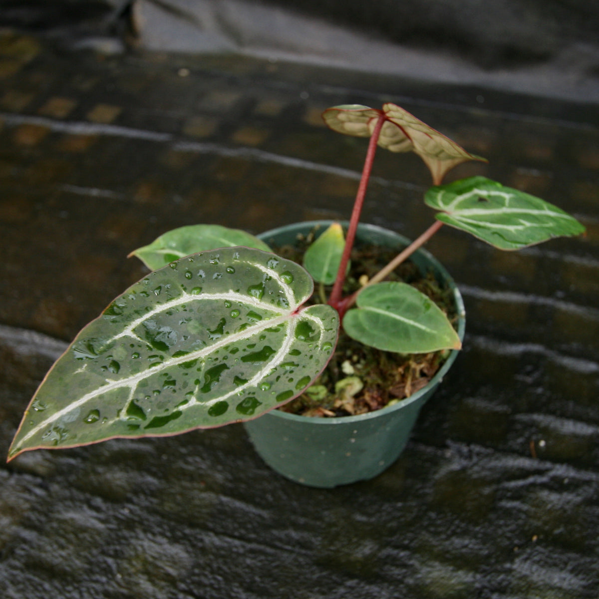 Anthurium (Zara x Michelle) x Doc Block F2 – Carnivero