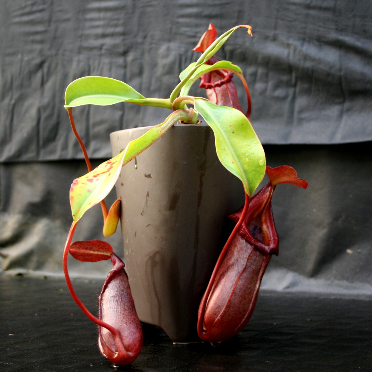 Nepenthes burkei x robcantleyi, BE-3752