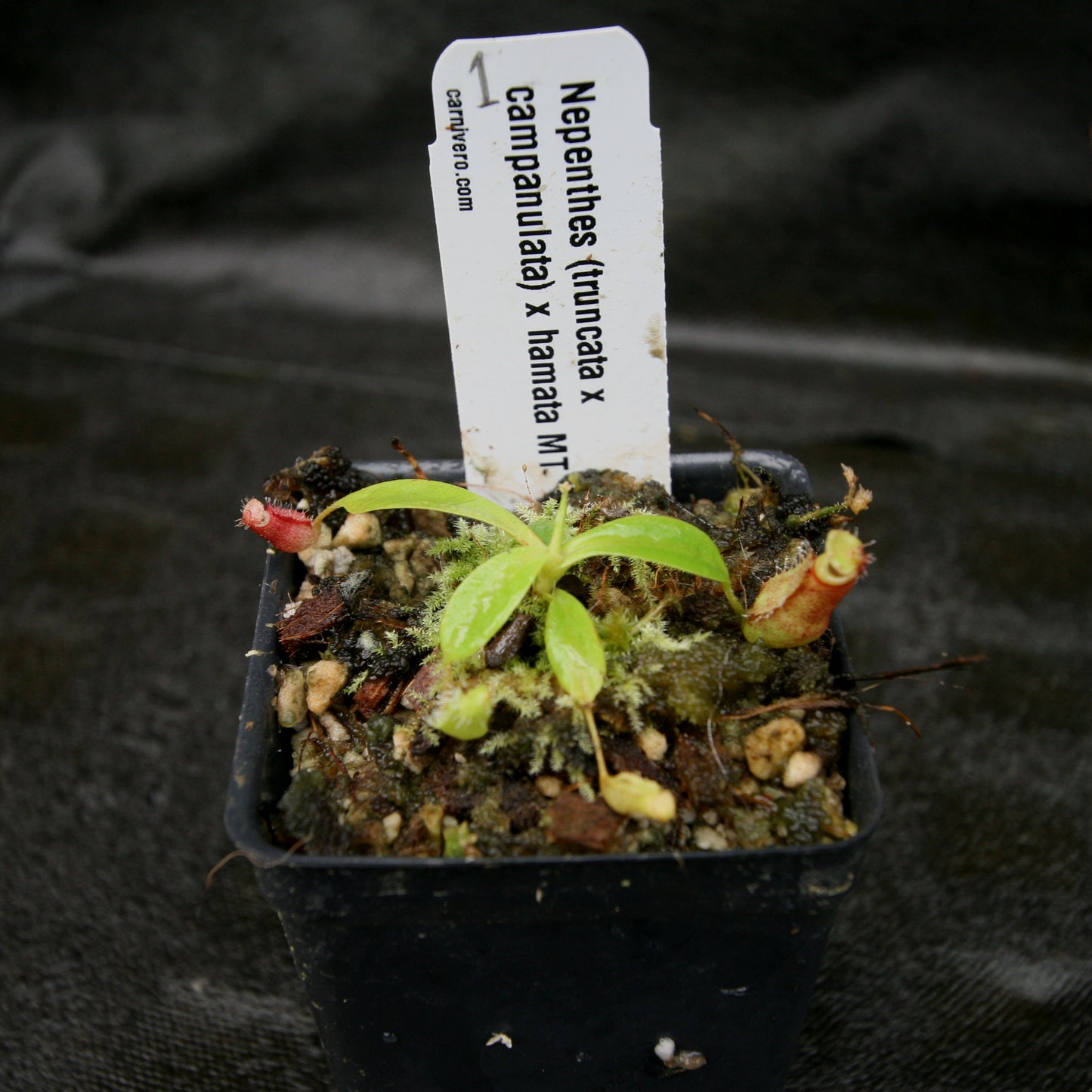 Nepenthes (truncata x campanulata) x hamata MT, CAR-0186