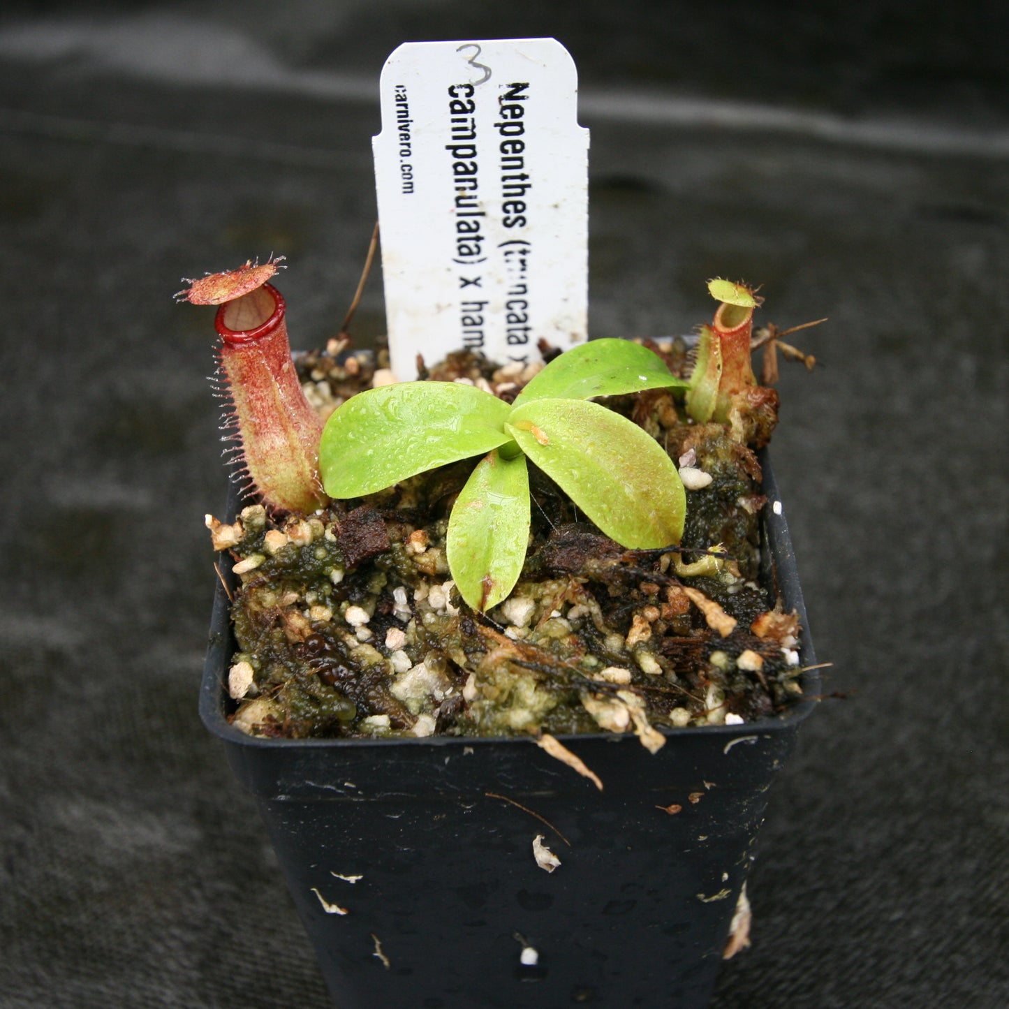 Nepenthes (truncata x campanulata) x hamata MT, CAR-0186